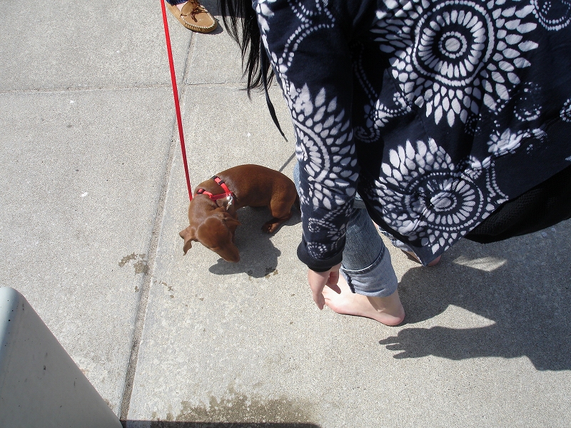 黒執事と I M Alive と私 Becca The Diary Of Lady B