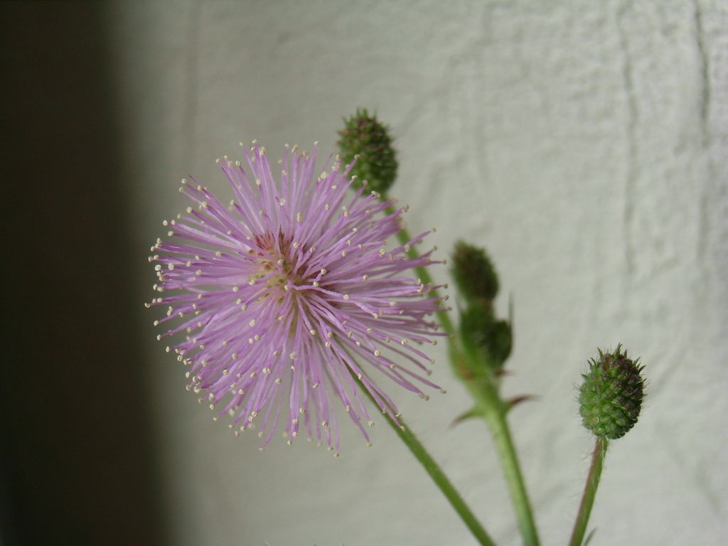 オジギソウの開花とイチョウ並木の様子_c0025115_14191365.jpg