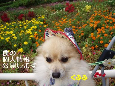 愛犬のフケ。。。それはストレスだった！(＠￣Д￣＠；) _c0179136_2152331.jpg