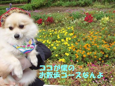 愛犬のフケ。。。それはストレスだった！(＠￣Д￣＠；) _c0179136_21523851.jpg