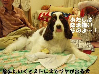 愛犬のフケ。。。それはストレスだった！(＠￣Д￣＠；) _c0179136_21585651.jpg