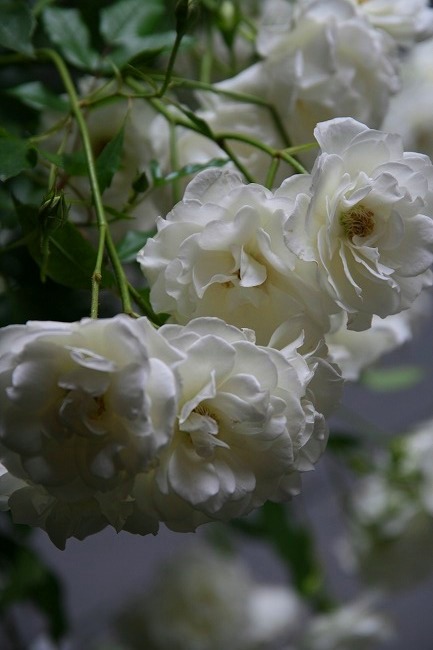 LES DEUX MAGOTS PARIS  と　　薔薇。　_d0141239_136278.jpg