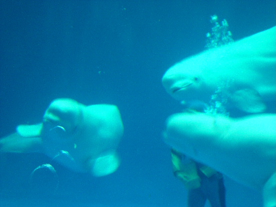 e0060041_2257257.jpg
