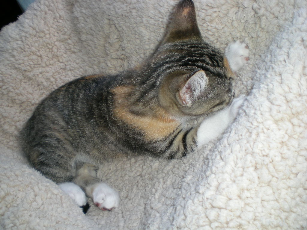 2008年10月18日(土)我が家の平和!_f0060461_16393178.jpg
