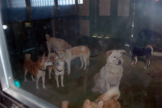 千葉県動物愛護センター_e0135972_04595.jpg