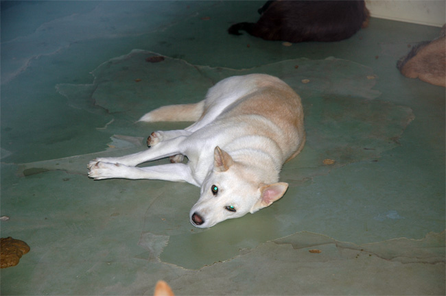 千葉県動物愛護センター_e0135972_091488.jpg