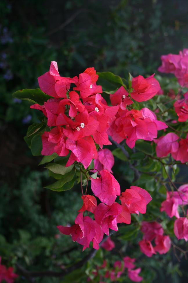 花のたましい 金子みすずを想う_a0107574_8391682.jpg