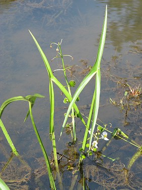 オモダカ(面高)_c0085874_2155147.jpg