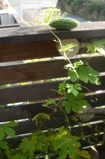c0135480_0253887.jpg