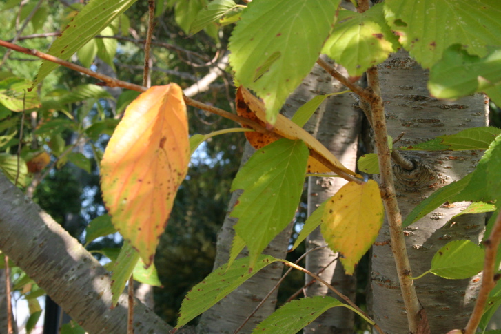 e0055980_20392365.jpg
