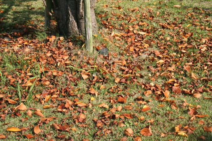 e0055980_2039533.jpg