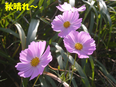 e0066883_21471188.gif