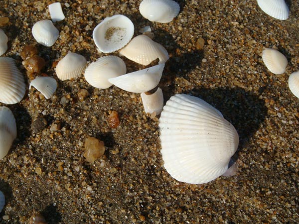 f0178087_3412650.jpg