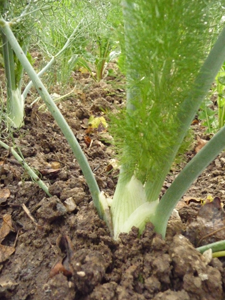 10月の畑~秋冬の便利野菜_f0106597_2057189.jpg