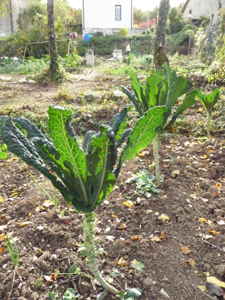10月の畑~秋冬の便利野菜_f0106597_2059370.jpg
