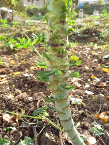 10月の畑~秋冬の便利野菜_f0106597_211159.jpg
