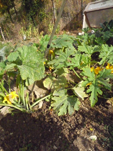 10月の畑~秋冬の便利野菜_f0106597_2122440.jpg