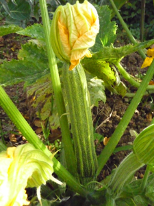 10月の畑~秋冬の便利野菜_f0106597_2142014.jpg