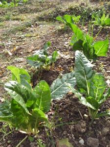 10月の畑~秋冬の便利野菜_f0106597_2154875.jpg