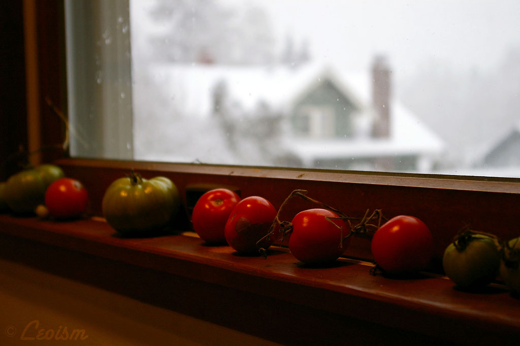 Snow in the Window -2-_c0080101_1983343.jpg