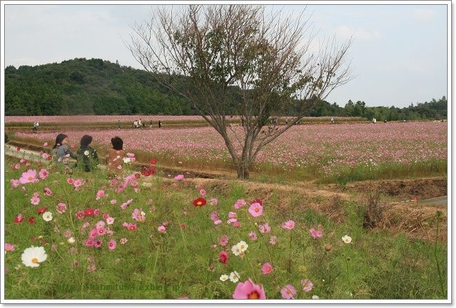 各地でコスモスまつり_a0057905_2120654.jpg