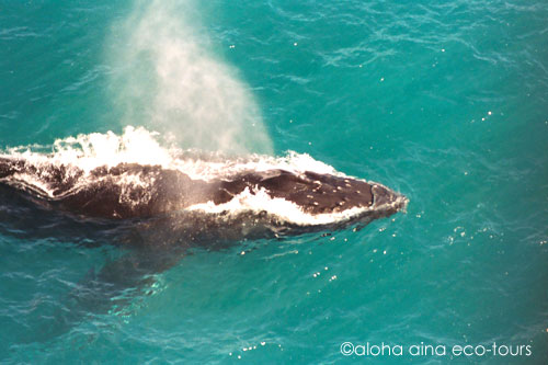 クジラの季節（小野カイル）_c0127909_16473938.jpg