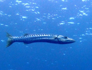 腹ペコ・オニカマス_a0043520_1925726.jpg