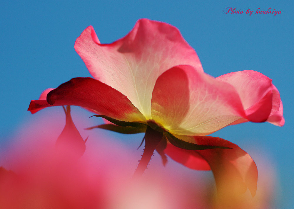 秋のバラ・神代植物公園_f0035323_6473958.jpg