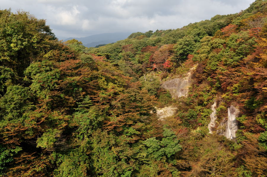 紅葉はイマイチ_e0037126_2220164.jpg