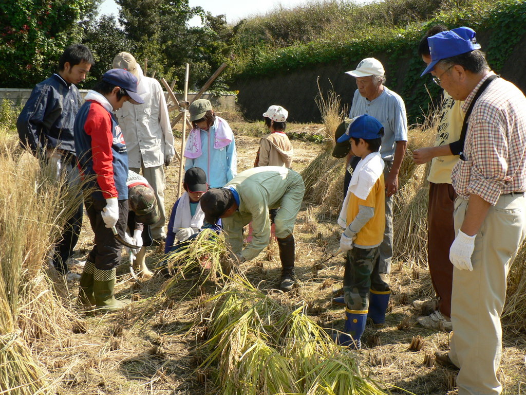 　　嘉島サロンの稲刈りへ参加した。_a0082733_2011659.jpg