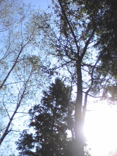 e0134337_15293583.jpg