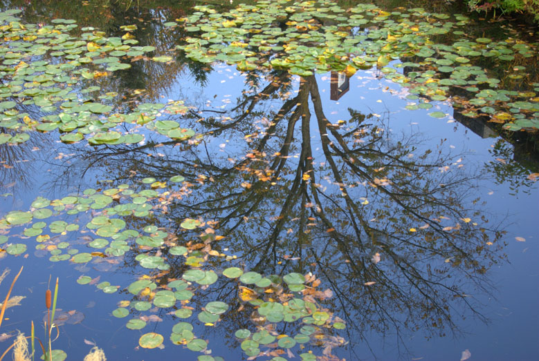 水の中にも秋　―札幌芸術の森にて―_f0152939_34862.jpg