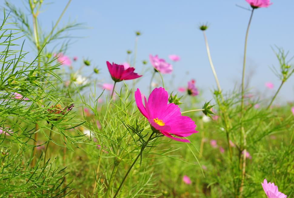 お花畑だぴょん♪_c0147241_2272948.jpg