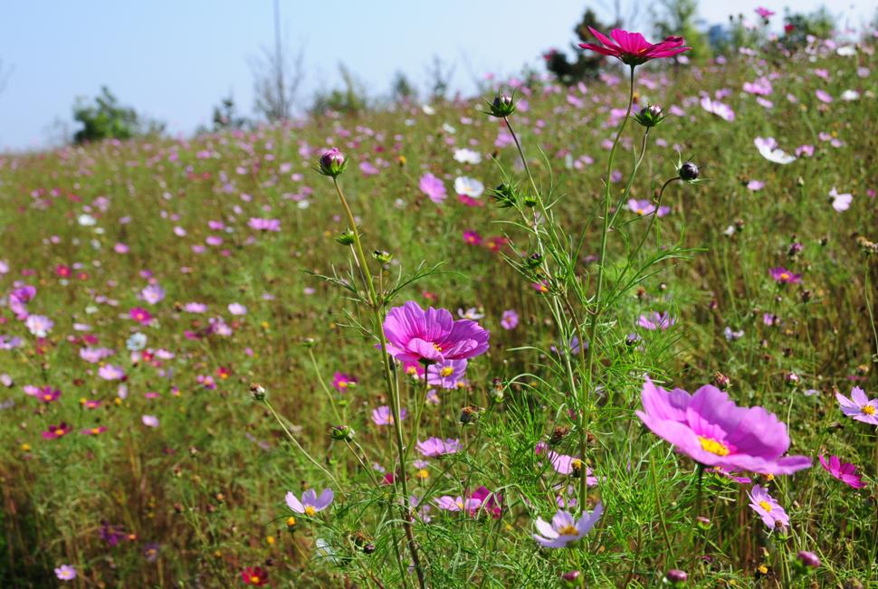 お花畑だぴょん♪_c0147241_2273630.jpg