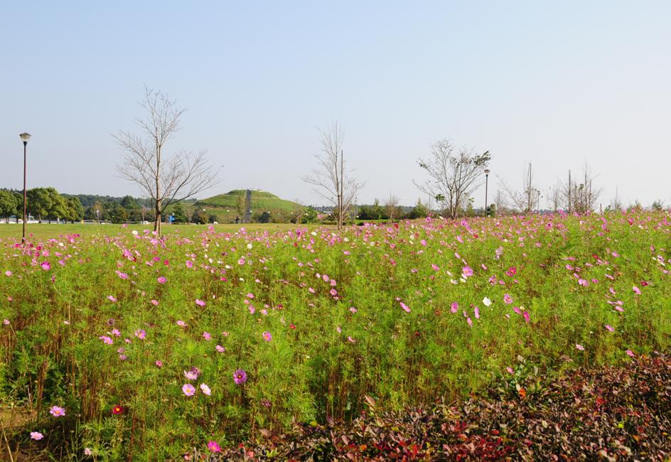 お花畑だぴょん♪_c0147241_2275938.jpg