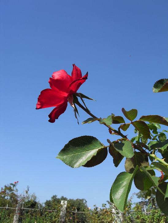 b0017844_21463549.jpg