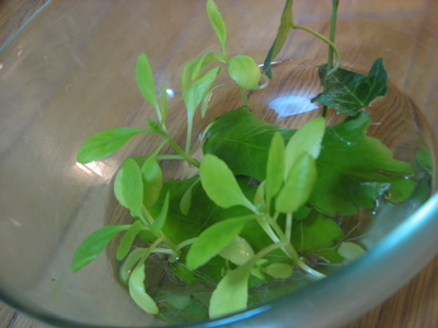 c0141844_242679.jpg