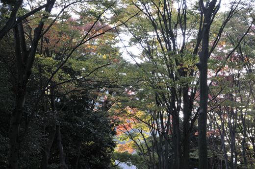 c0093046_7314177.gif