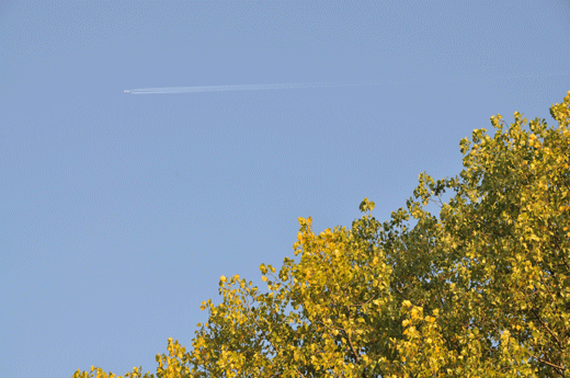 c0093046_7321747.gif