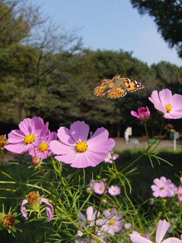 c0045352_1459221.jpg