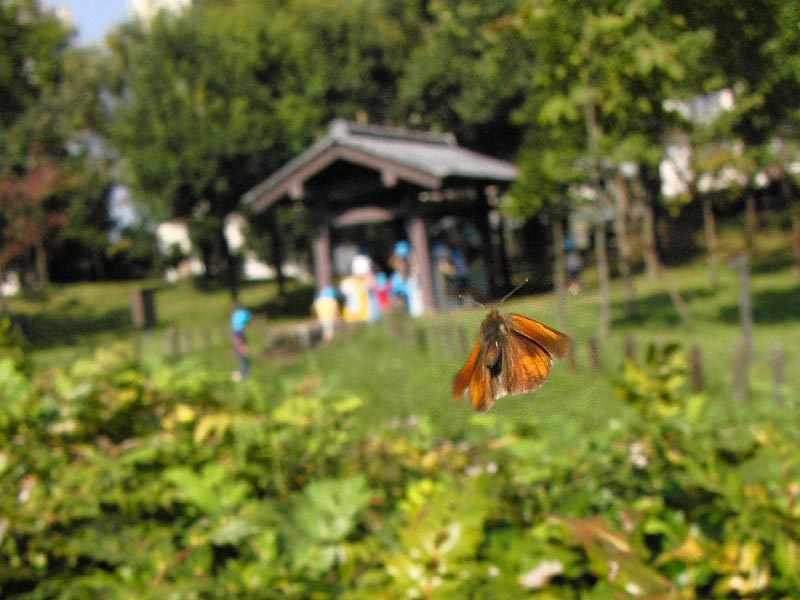 c0045352_150859.jpg