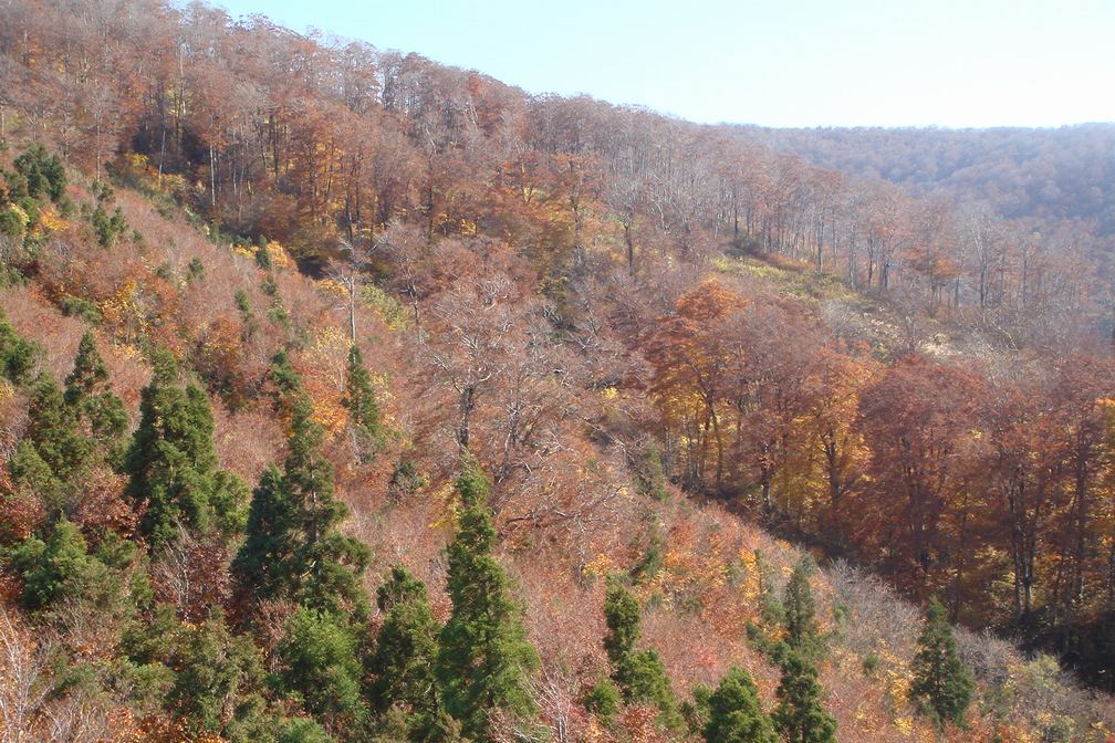 森吉山 紅葉 阿仁のゴンドラ編 - 秋田県北秋田市_f0137955_23232628.jpg