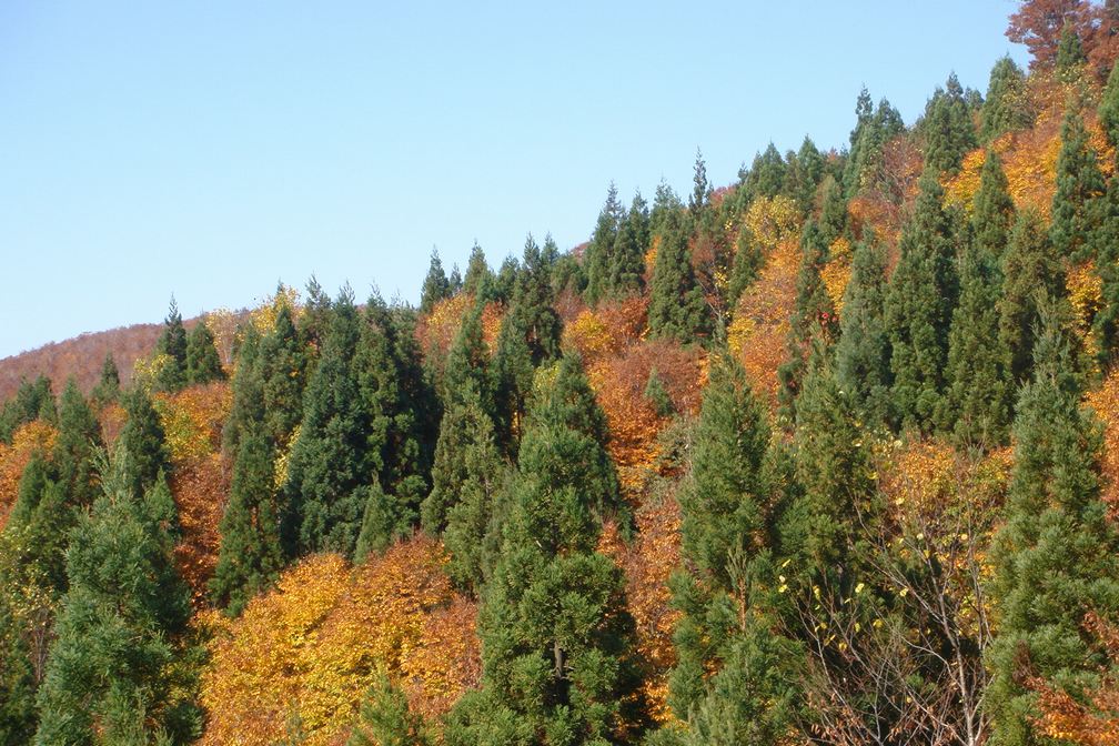 森吉山 紅葉 阿仁のゴンドラ編 - 秋田県北秋田市_f0137955_23251337.jpg