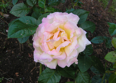 秋のおすすめ薔薇園_a0094959_10105165.jpg