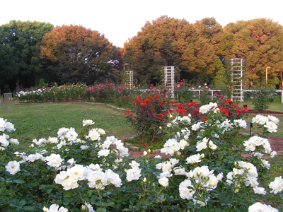 秋のおすすめ薔薇園_a0094959_954330.jpg