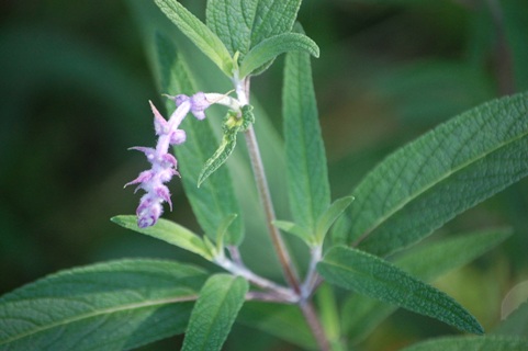 c0097309_10165657.jpg