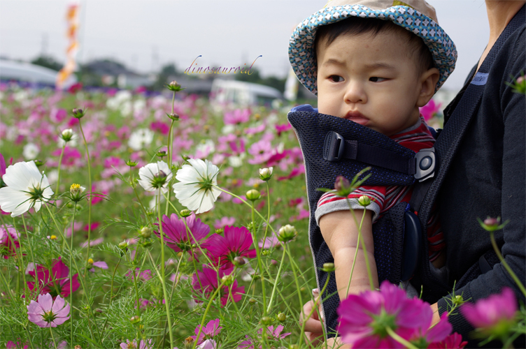 息子と花（コスモス編）_c0093131_024265.jpg