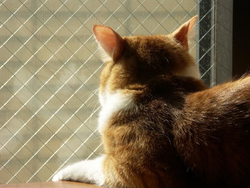 ねこ病院レポート_b0019333_1021648.jpg