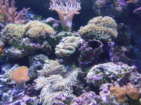 水族館のさんご礁      Coral reef at an aquarium_b0029036_12184495.jpg