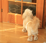 f0134642_2154499.gif